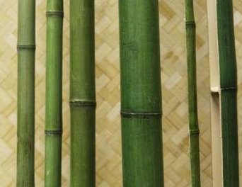 Бамбук сорт Талда, d=40-50мм, ствол зелёный L=2.5-3м