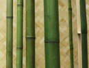 Бамбук сорт Талда, d=20-30мм, 1|2 ствола зелёного L=2.8-3м