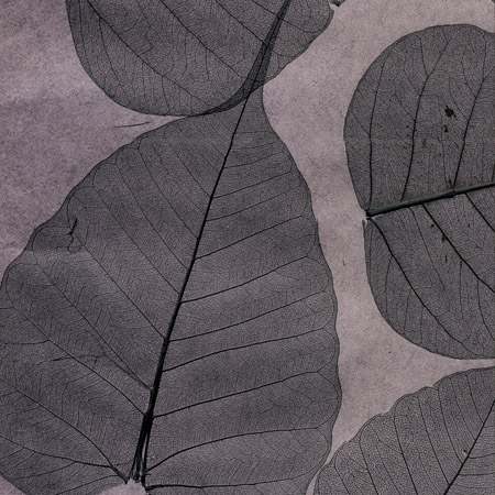 Cosca Лакшери Листья Прима Ахумадо, 5,5х0,91 м