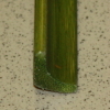 Планка плинтус D 05-04, цвет зеленый, L=1,8м